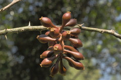 Scleropyrum pentandrum